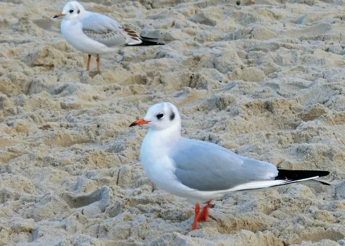 Апартаменты Hauptstrasse 14 Dhh Козеров